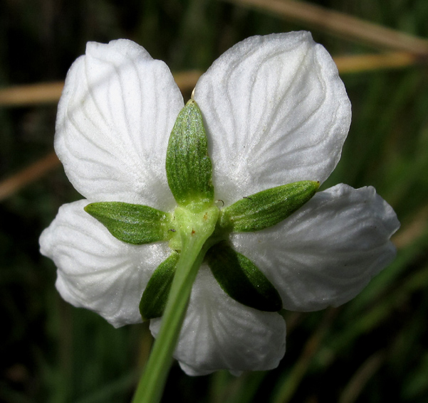 Parnassia4