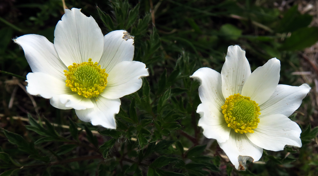 Pulsatilla7c