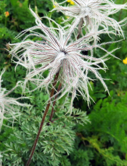 Pulsatilla8