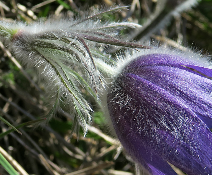 Pulsatilla6d