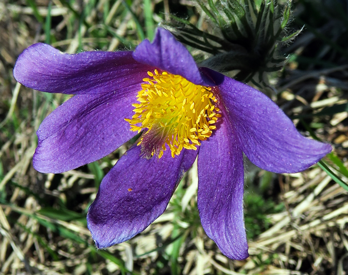 Pulsatilla6b