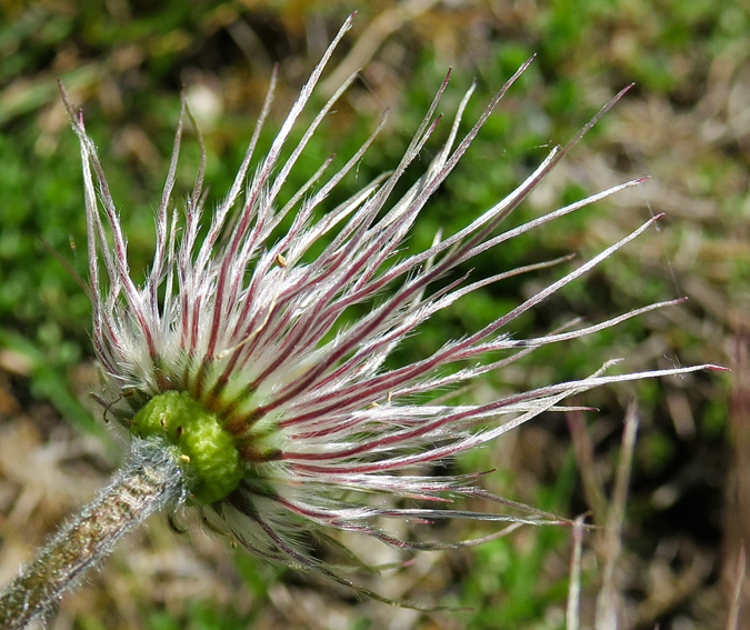 Pulsatilla6