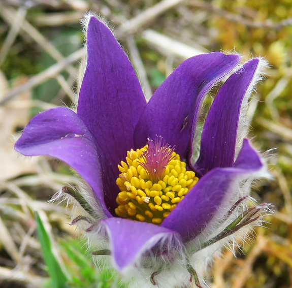 Pulsatilla5a