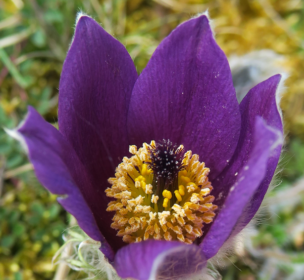 Pulsatilla6c