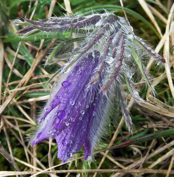 Pulsatilla2