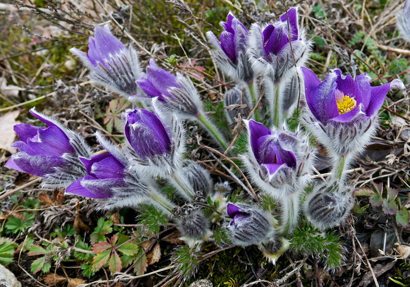 Pulsatilla4