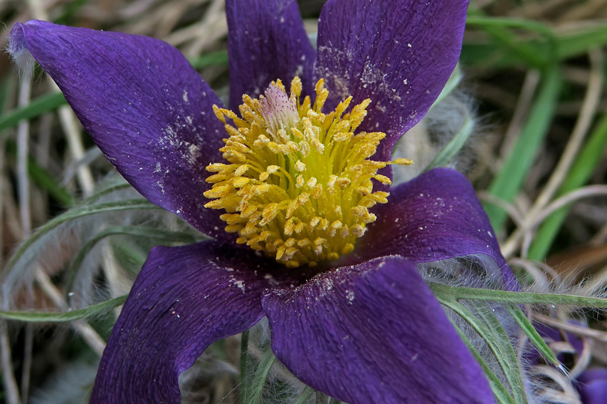 Pulsatilla5b