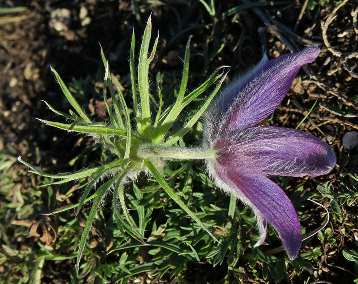 Pulsatilla1