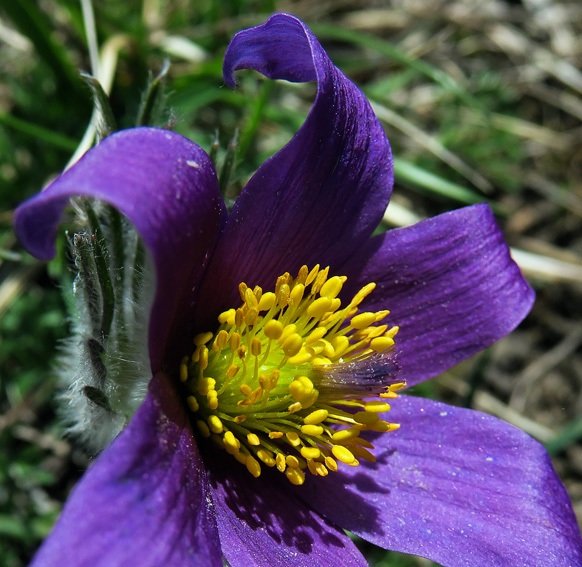 Pulsatilla5c