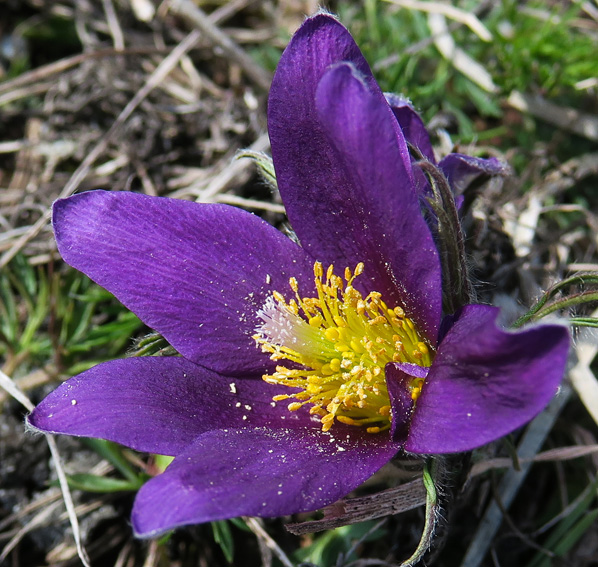 Pulsatilla3b