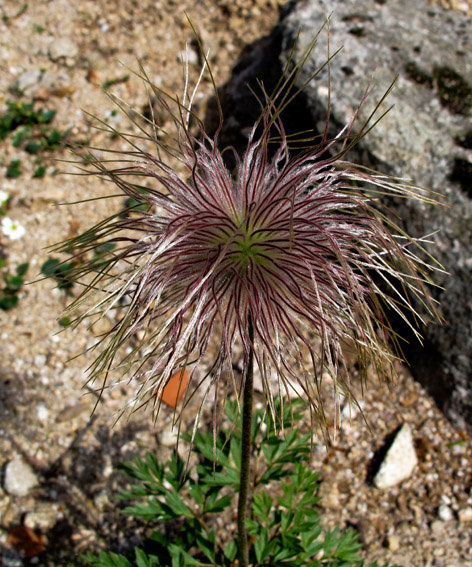 Pulsatilla7a