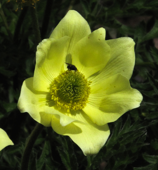 Pulsatilla6a1