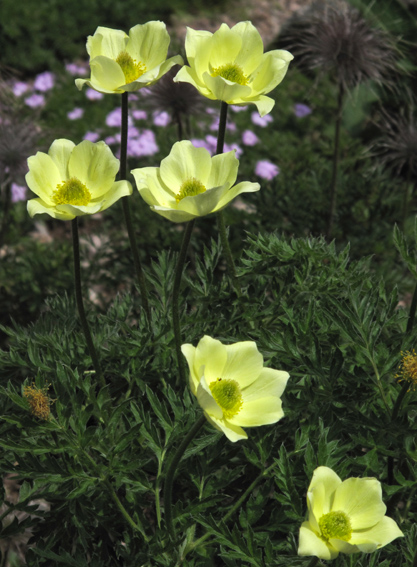 Pulsatilla6a0