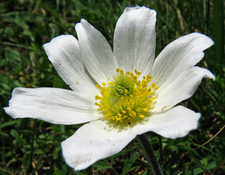 Pulsatilla7d