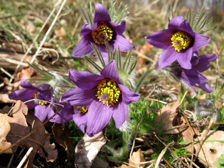 Pulsatilla3