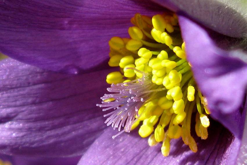 Pulsatilla5