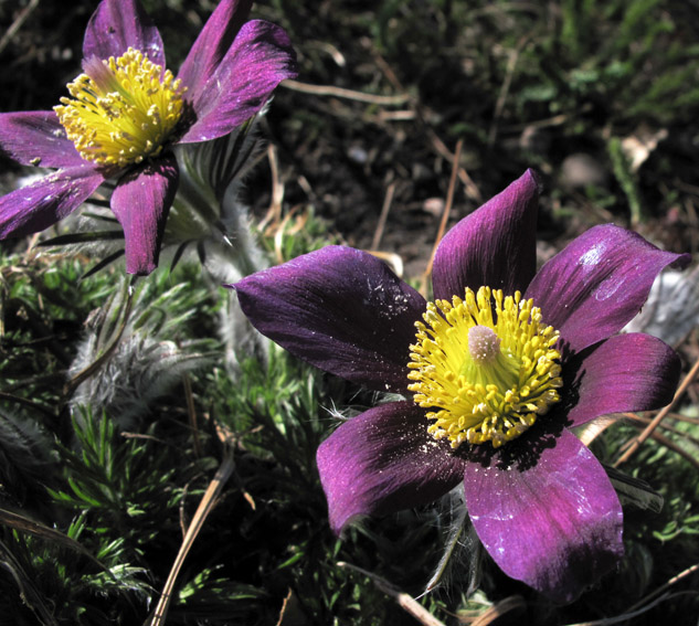 Pulsatilla9