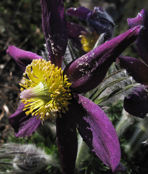 Pulsatilla10