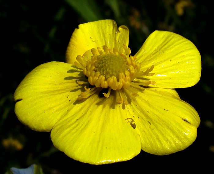 Ranunculus4