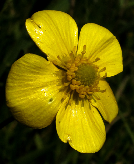 Ranunculus4a