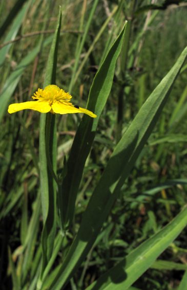 Ranunculus3