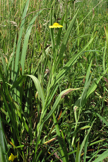 Ranunculus1