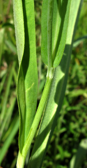 Ranunculus2