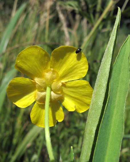 Ranunculus5