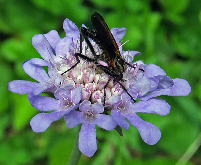 Scabiosa3