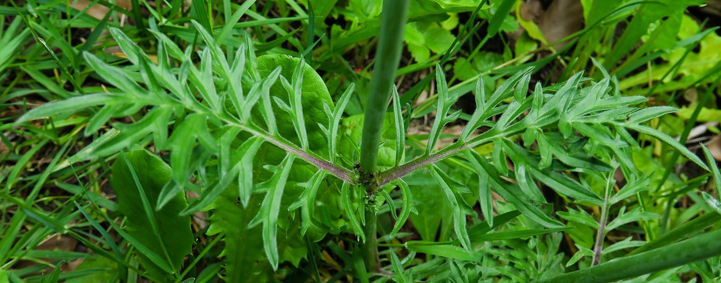 Scabiosa4