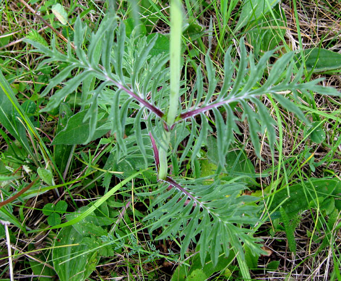 Scabiosa2