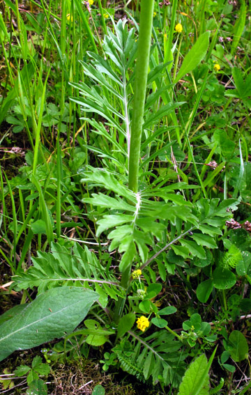 Scabiosa2b