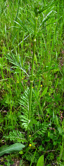 Scabiosa2a