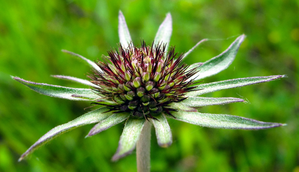 Scabiosa5