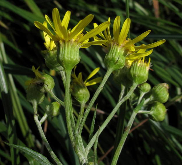 Senecio4