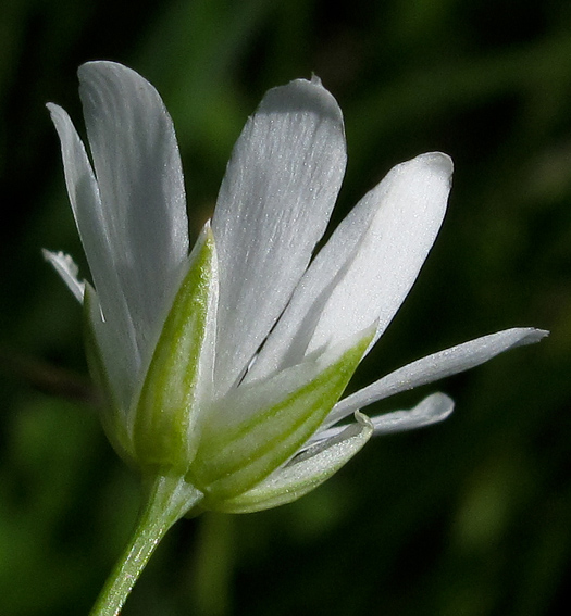 Stellaria6