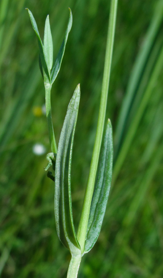 Stellaria3