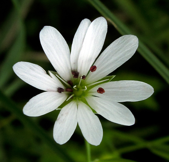 Stellaria7