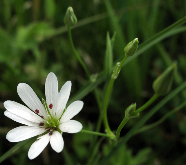 Stellaria5