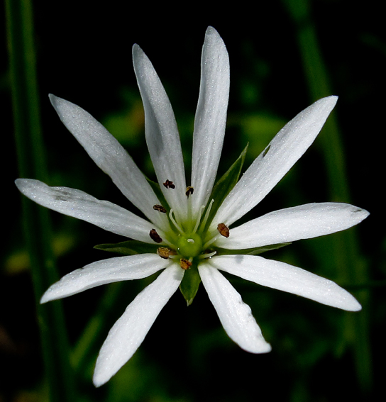 Stellaria8