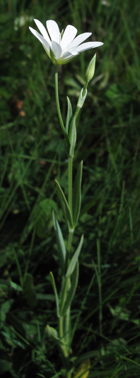 Stellaria2