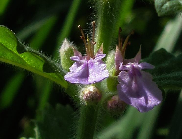 Teucrium2a