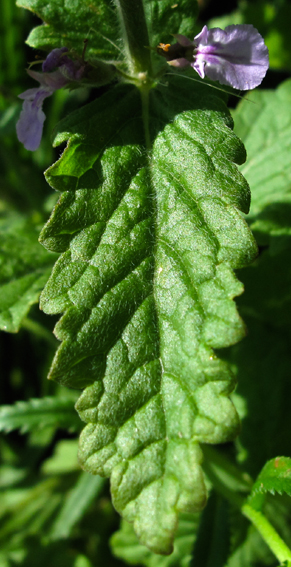 Teucrium1c