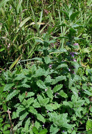 Teucrium1