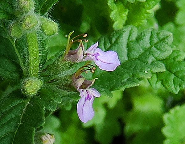 Teucrium8