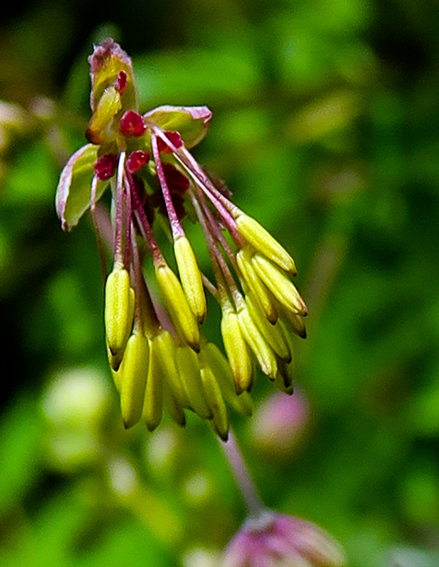 Thalictrum4