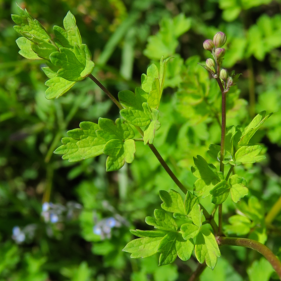 Thalictrum2