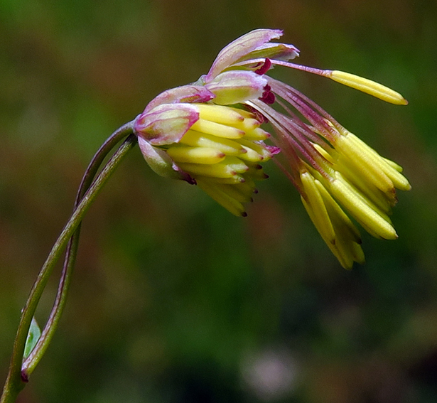 Thalictrum4