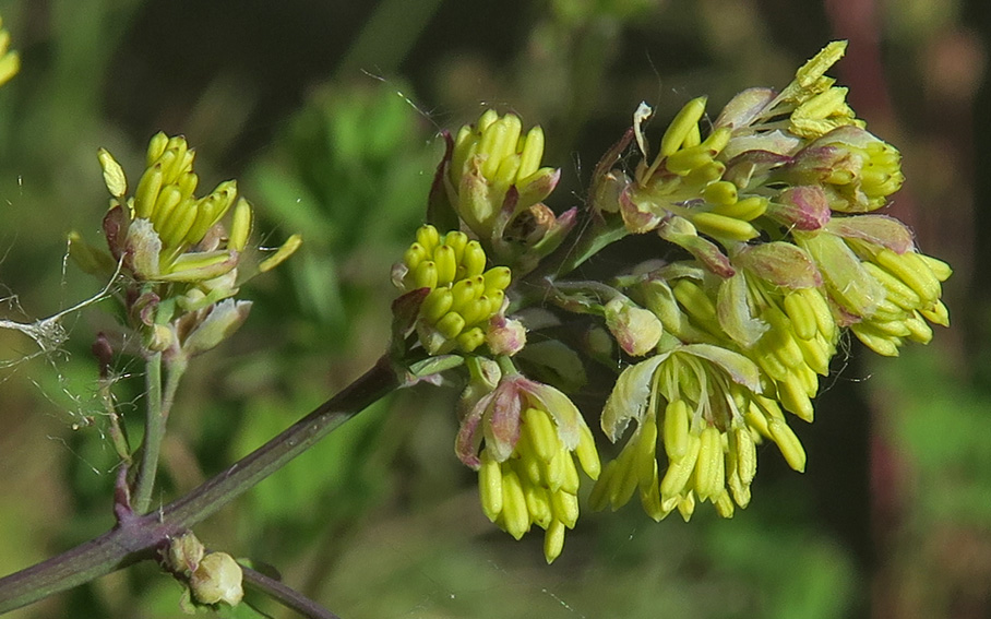 Thalictrum2b