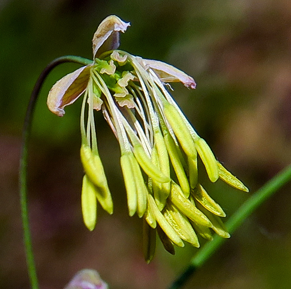 Thalictrum8